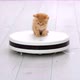 Funny Little Ginger Kitten is Riding on White Robot Vacuum Cleaner at Home - VideoHive Item for Sale
