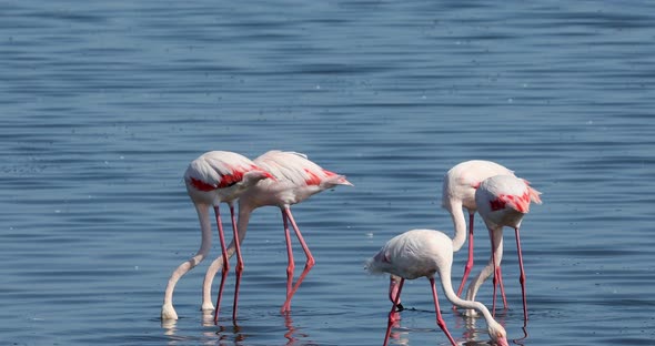 Rosy Flamingo colony in Walvis Bay Namibia alt