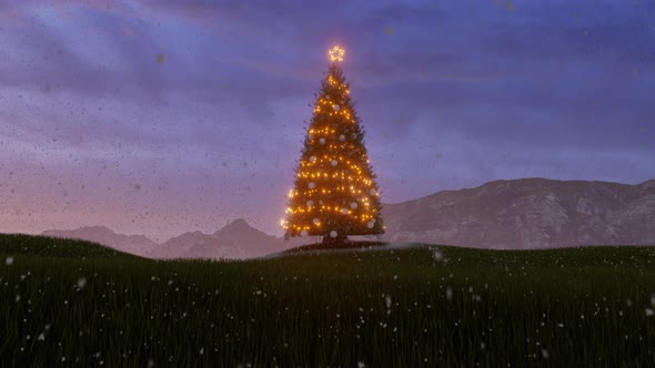 Christmas Tree Time-Lapse