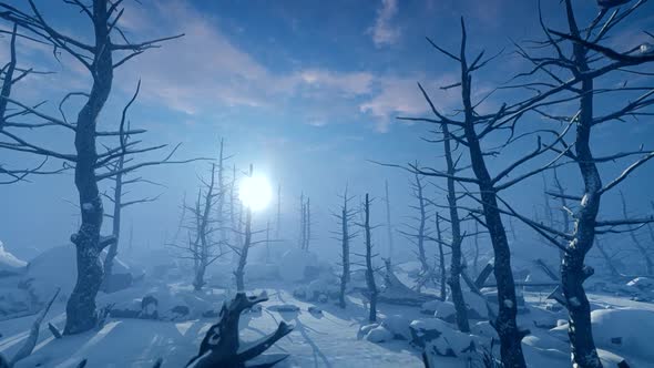 Winter Forest In Wartime alt