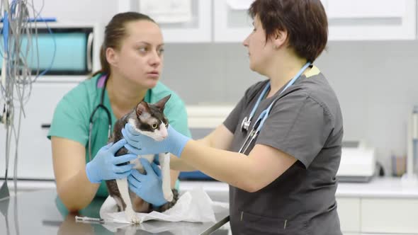 Two veterinarians examining a cat during an appointment in veterinary clinic