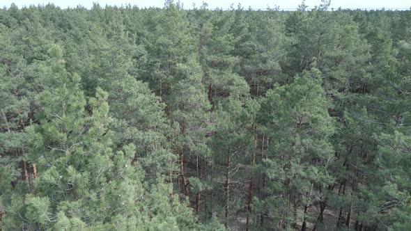 Pine Forest in the Afternoon Aerial View Slow Motion alt