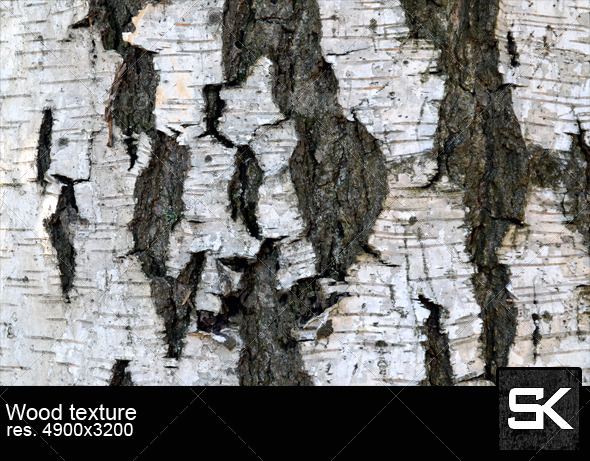 Texture Of Birch Bark - Wood Textures