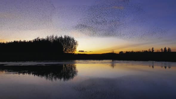 Starling murmuration at dusk with clear evening sky and reflection in the water in the foreground, a alt