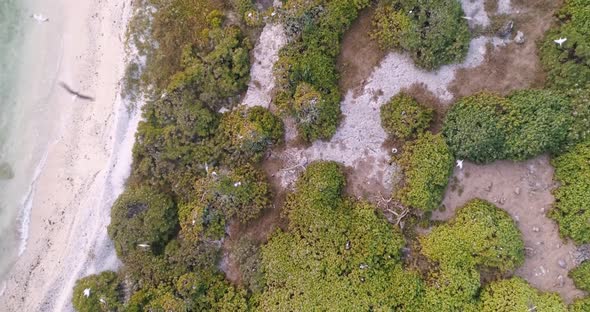 Aerial footage of birds on isolated island in Tonga. Top down perspective of birds flying close. Shr alt