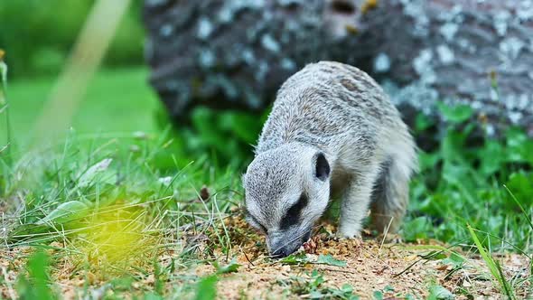 The African meerkat digs in the grass in search of food 