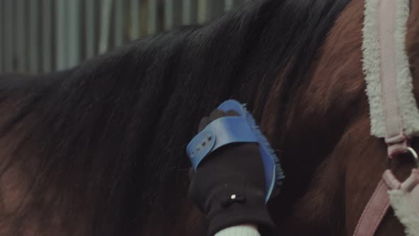 Young woman combs the horse mane alt
