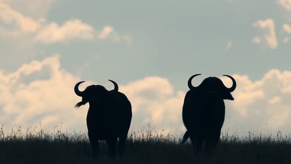 Silhouette Of Two Wild Buffalo's Standing On The Grass Field In Kenya, Africa - Wide Shot alt