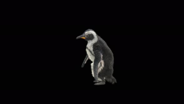 73 Penguin Dancing 4K alt