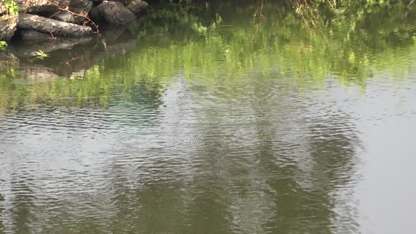 Ripples and reflections on a tranquil pond.