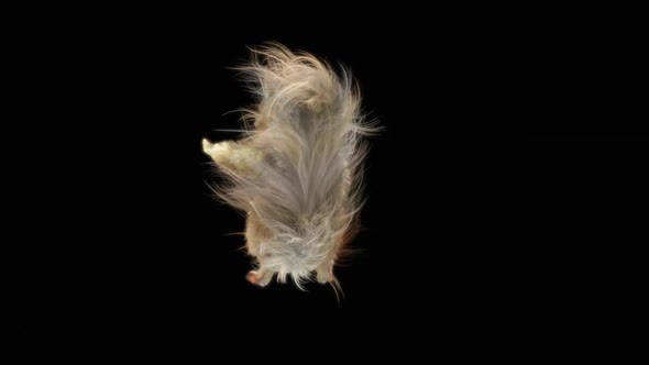 75 Chipmunk Hip Hop Dancing HD alt