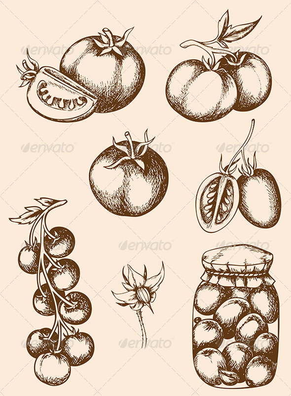 Vintage Vector Tomatoes - Food Objects
