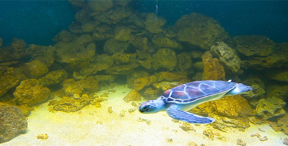 Sea Turtles 6
