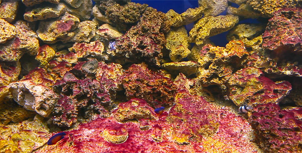 Coral Fish 1