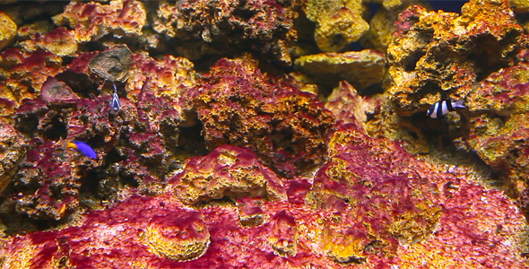 Coral Fish 2