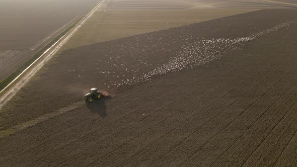 Seagulls formation on tractor trail on Countryside field, Mesmerizing pattern, Aerial view alt
