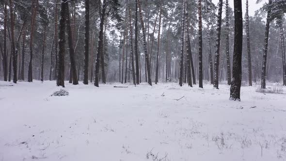 Winter Landscape Forest Scene