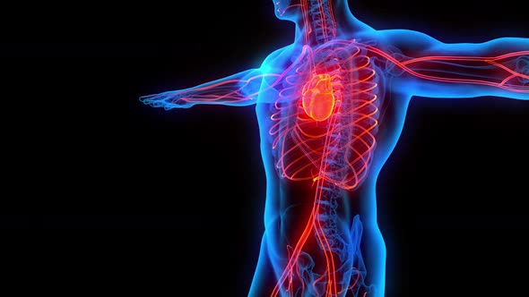 heart attack symptoms heart failure blood circulation heart and vein system alt