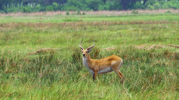 Adult Male Lechwe Standing In The Grassland Of Moremi Game Reserve In Botswana. - wide shot alt