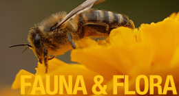 Fauna and Flora