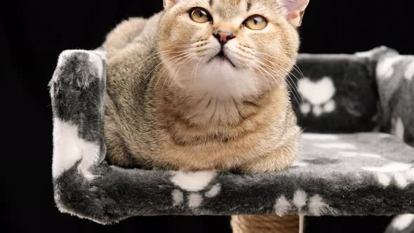 Gray purebred kitten Scottish straight chinchilla lies on a black background alt