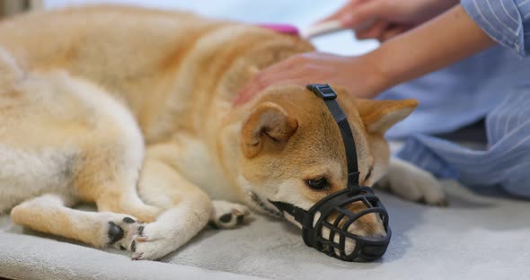 Woman brush her Shiba inu hair with muzzle alt