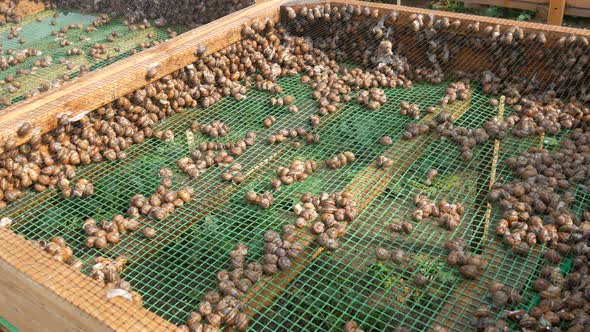 A Large Number of Snails on a Snail Farm Are Washed with Water Before Selling or Cooking a Delicacy alt
