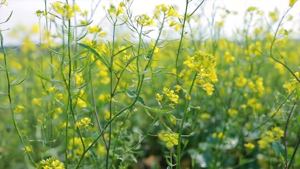 Mustard Flowers. Mustard – Mystical Flower of Happiness and Health alt