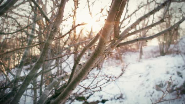 Sunlight shining through the branches of a tree in a park meadow on a snowy winter day. alt