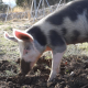 Pig Digs (4-Pack) - VideoHive Item for Sale