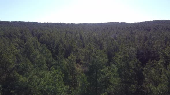 Early in Forest Aerial Top View