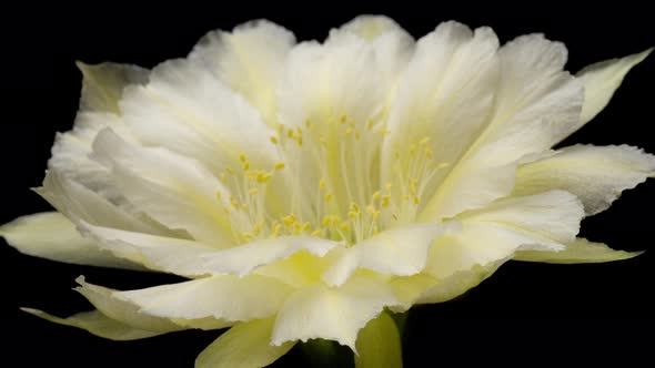 White Colorful Flower Timelapse of Blooming Cactus Opening