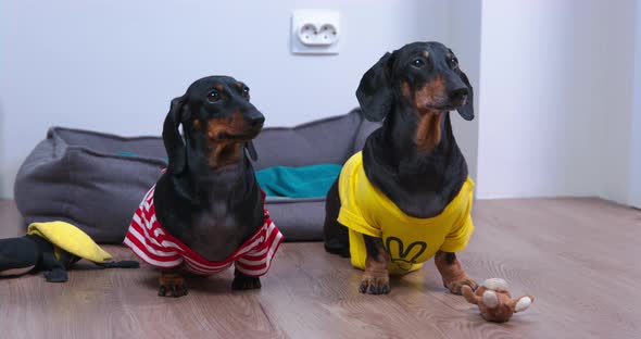 Two Funny Dachshund Dogs in Colored Tshirts Obediently Stand and Wait for the Command Then One Steps