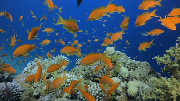 Underwater Colorful Tropical Fishes alt