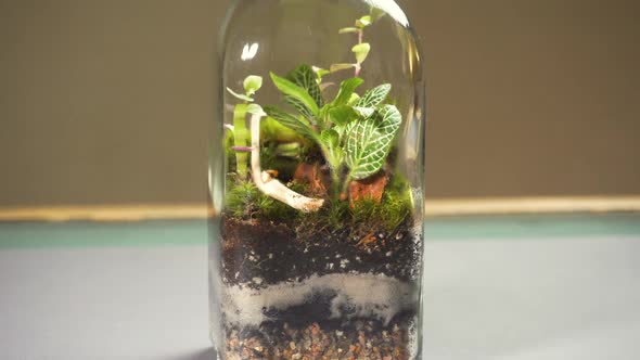 Glass Florarium Vase with Different Type of Plants Inside