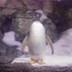 Gentoo penguin standing on snowy rock looking left while snowing - VideoHive Item for Sale