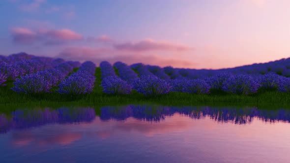 Beautiful Lavender Field With Long Purple Rows