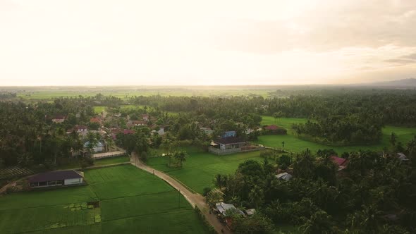 4K Aerial footage of rice field with palm trees and rural at sunrise.  alt