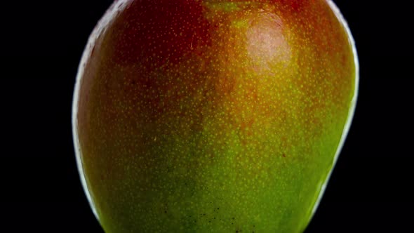 Half Ripe Mango Rotates on Isolated Black Background alt