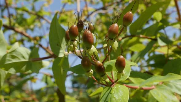 Tree branches of Sweet-amber  tutsan with small berries 4K 2160p 30fps UltraHD footage - Herbal plan