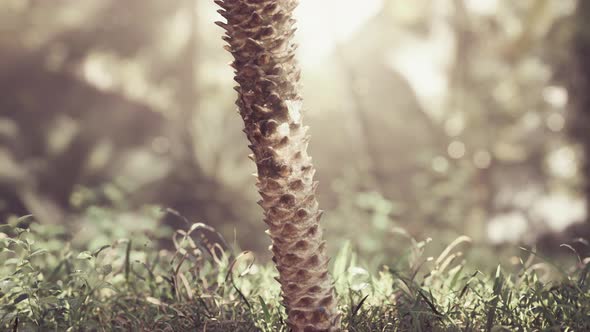 Misty Rainforest and Bright Sun Beams Through Trees Branches alt