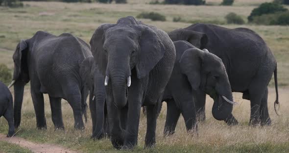 African Elephant, loxodonta africana, Group in the Savannah, Masai Mara Park in Kenya, Real Time 4K alt