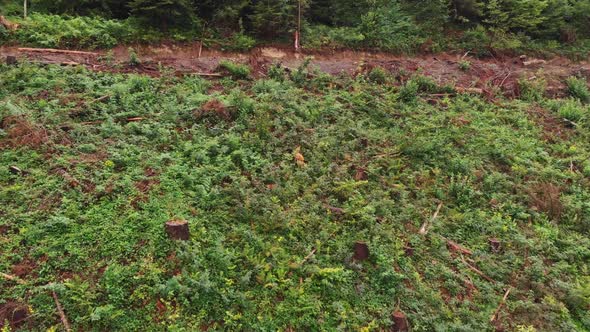 Aerial Drone Shot of Roe Deers Walking on the Forest Edge alt