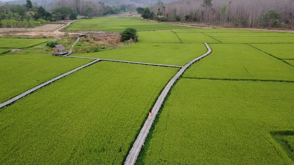 Aerial view of a woman walking on bamboo bridge in paddy field by drone