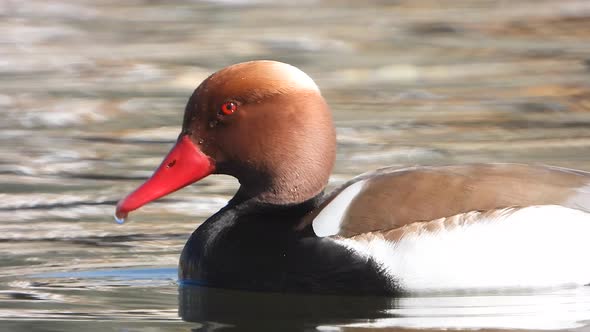 Red-Crested Pochard Duck Bird Swim on Lake Water Surface in Nature