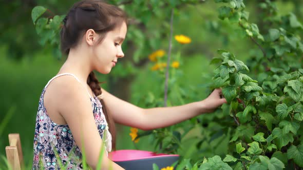 Young Attractive Girl Collecting Harvest in Garden. alt