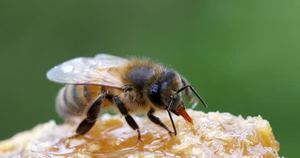 European Honey Bee, apis mellifera, Bee Licking Honey, Hive in Normandy ...