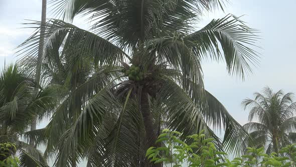 Coconut And Palm