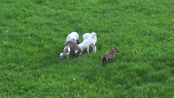 Sweet little baby sheeps playing around alt