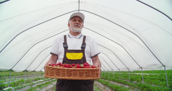 Mature Farmer Posing on Field with Basket of Strawberries alt